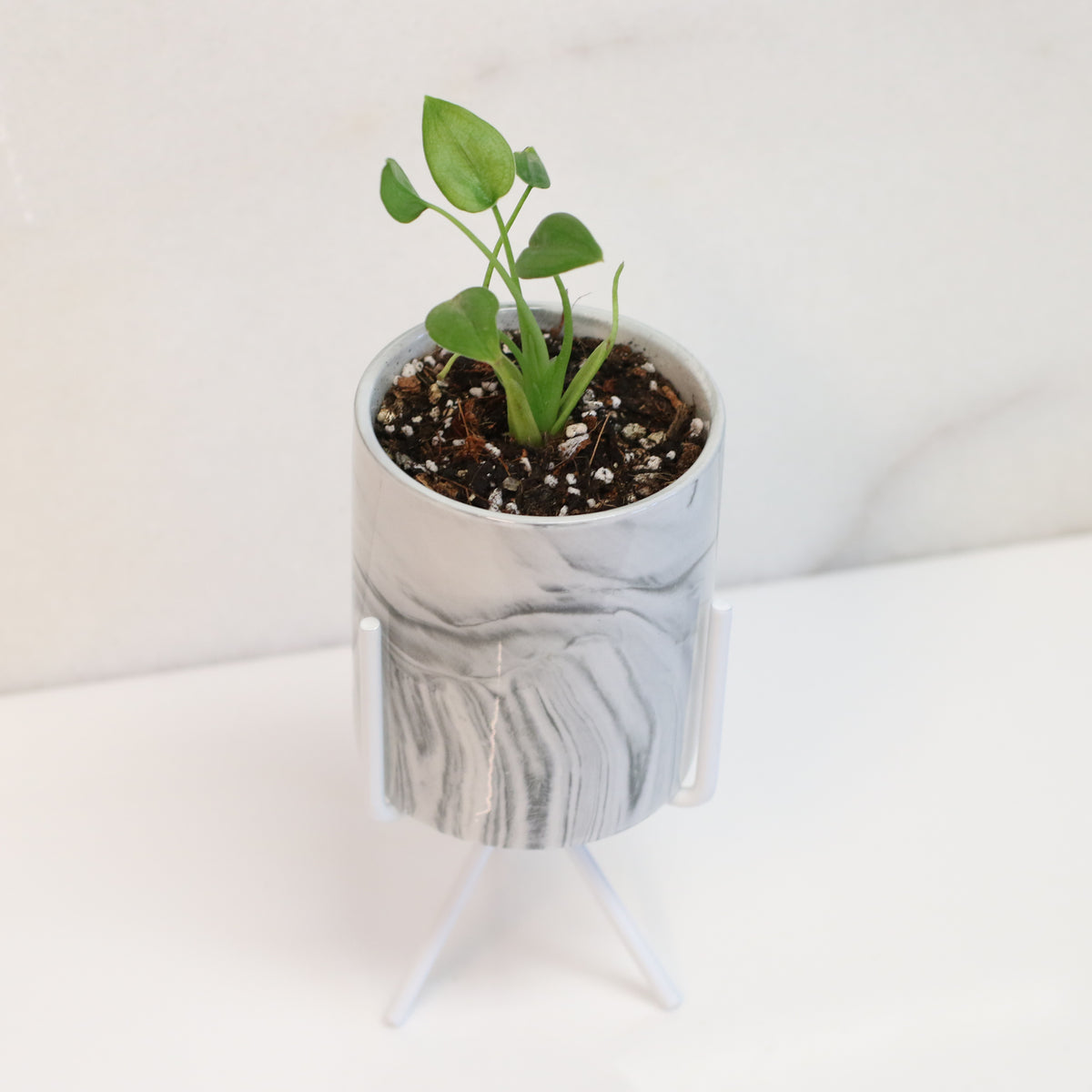 Alocasia 'Tiny Dancers'