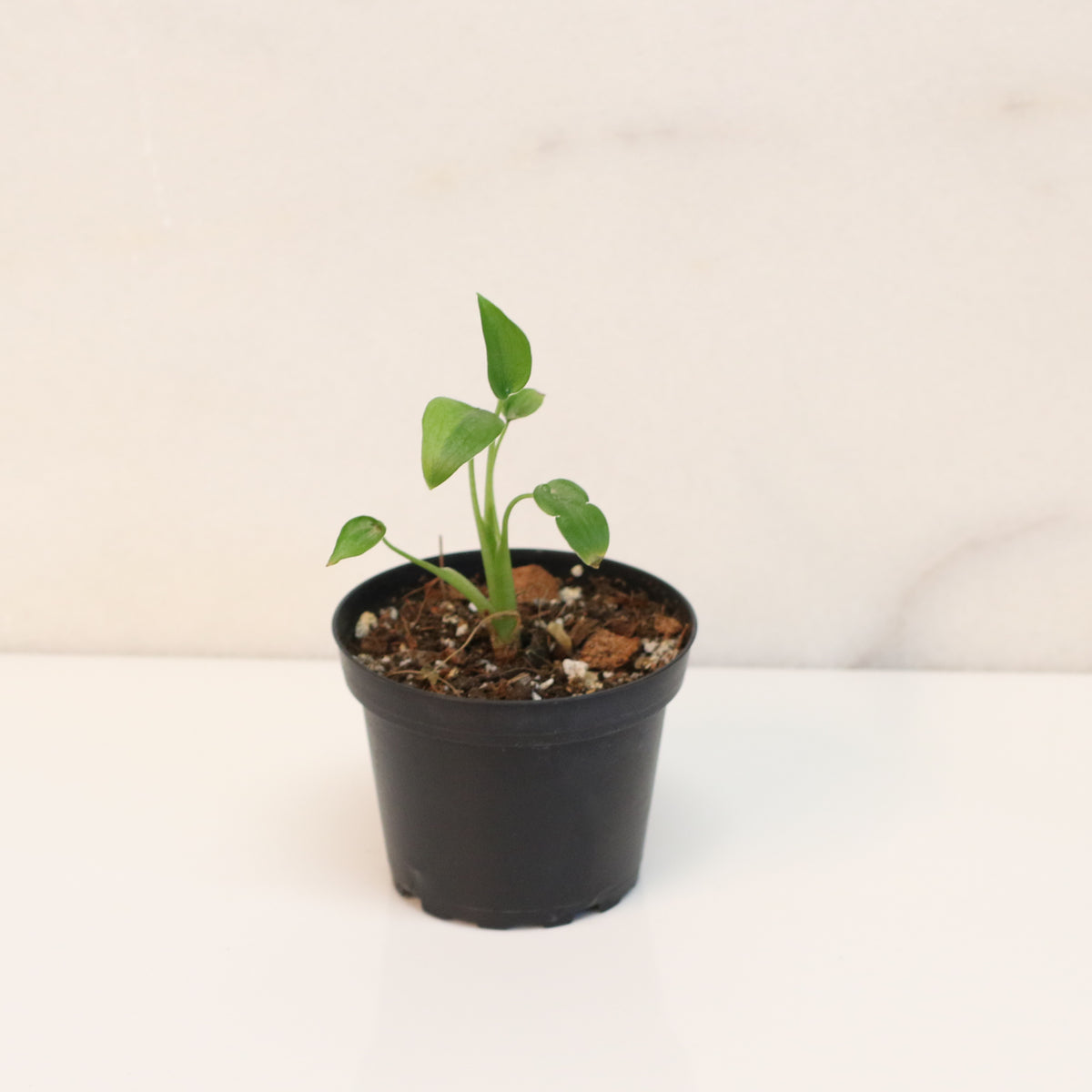 Alocasia 'Tiny Dancers'