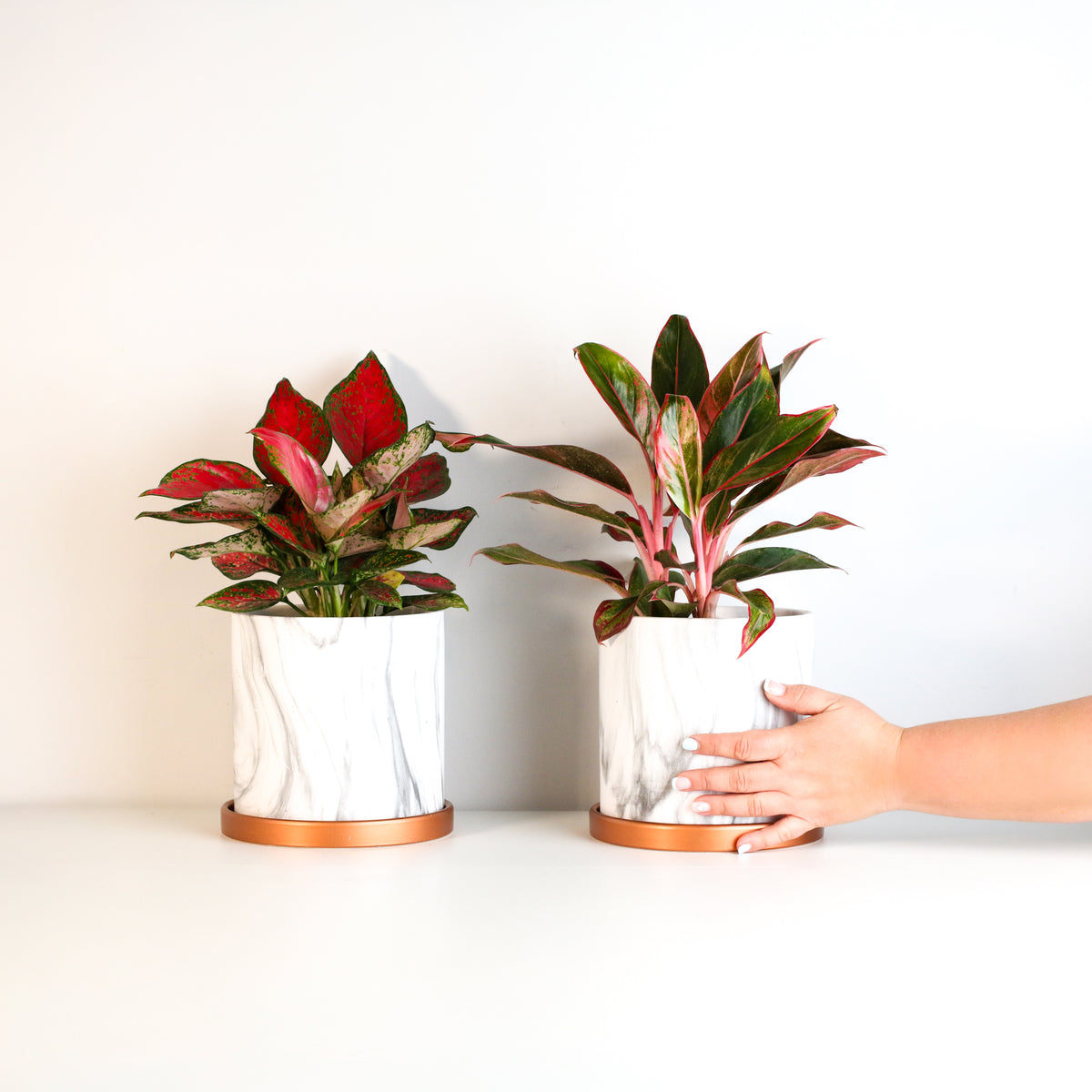 Aglaonema Plant Bundle