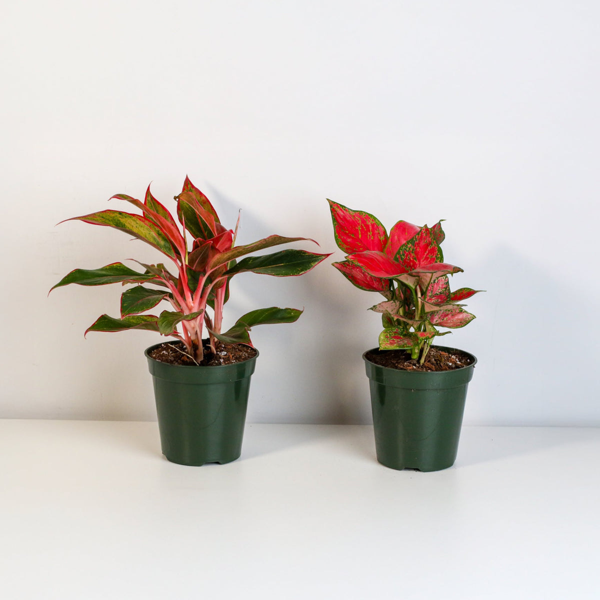 Aglaonema Plant Bundle
