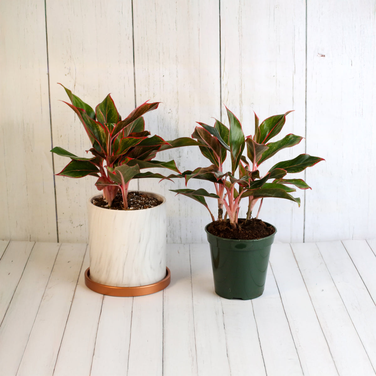 Aglaonema 'Siam' Plant