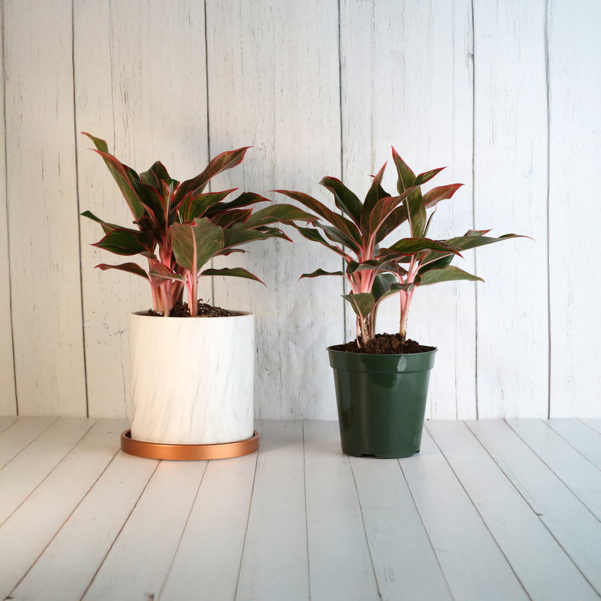 Aglaonema 'Siam'