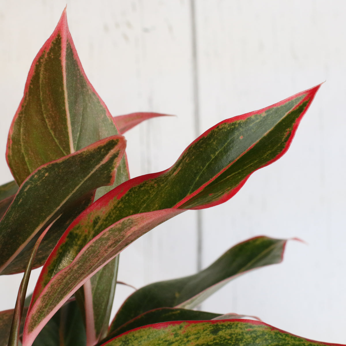 Aglaonema 'Siam' leaves