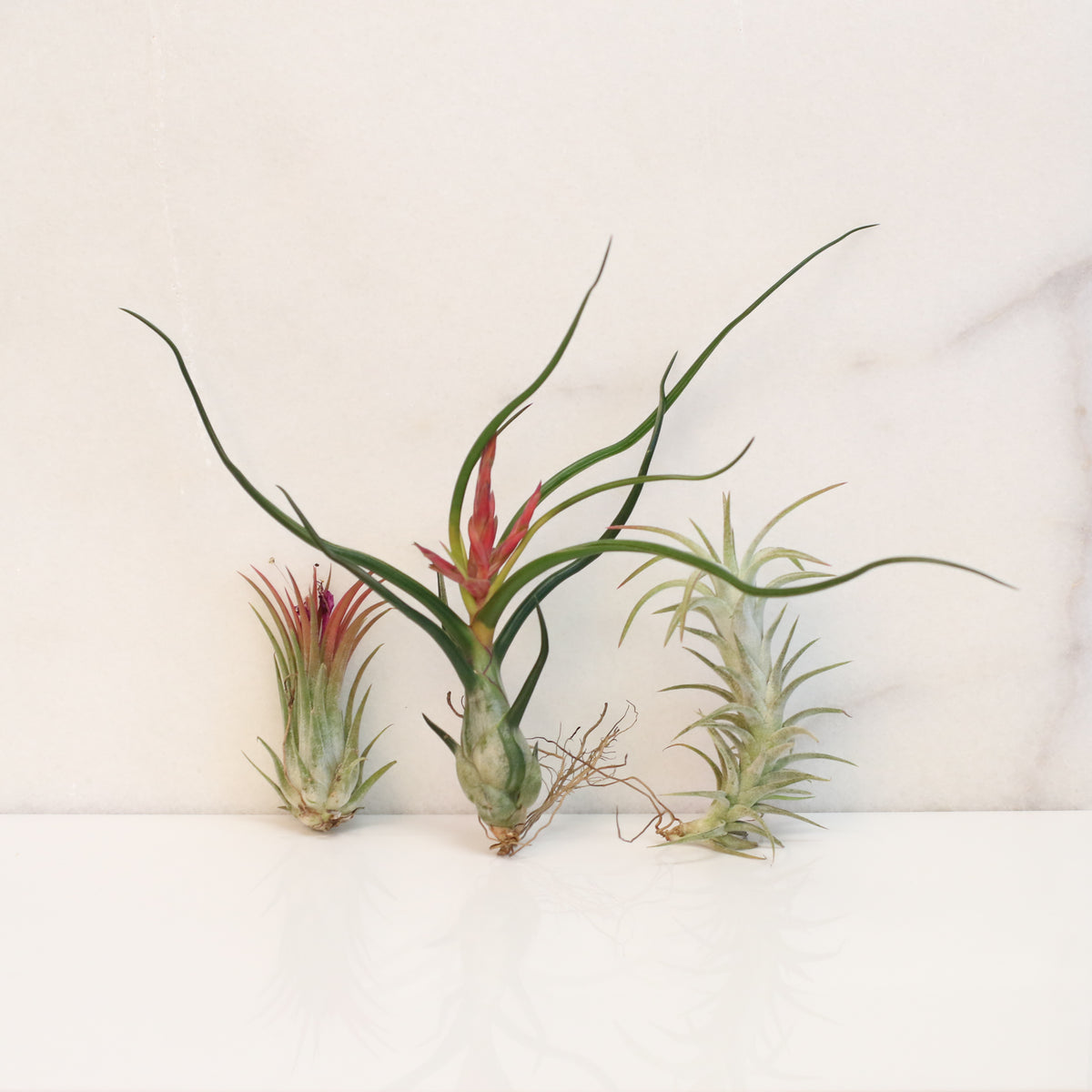 Air plants Bundle