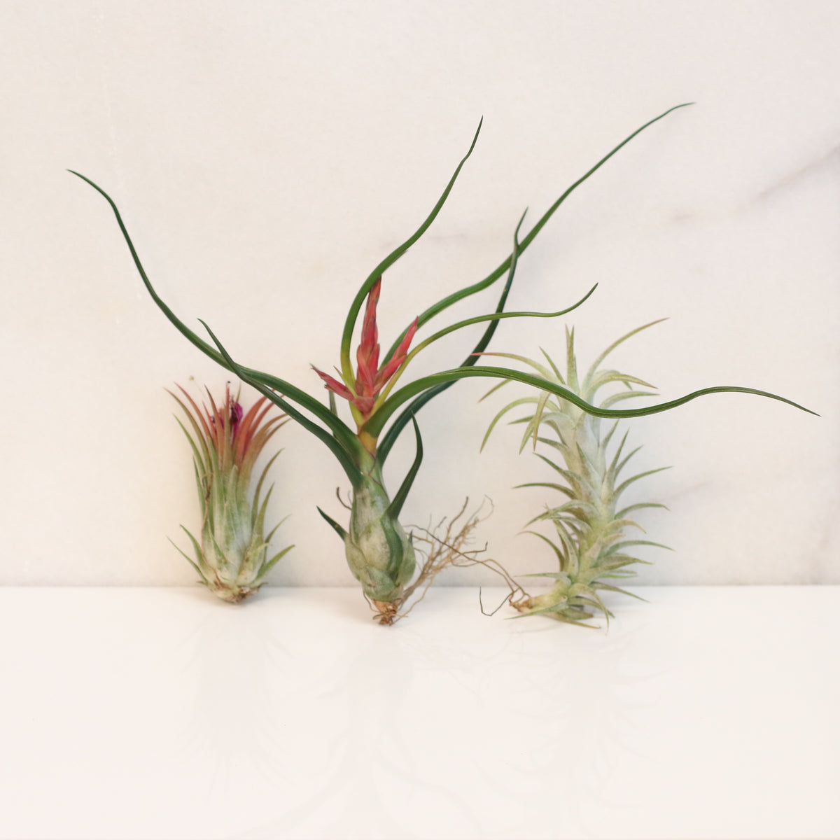 Air plants Bundle