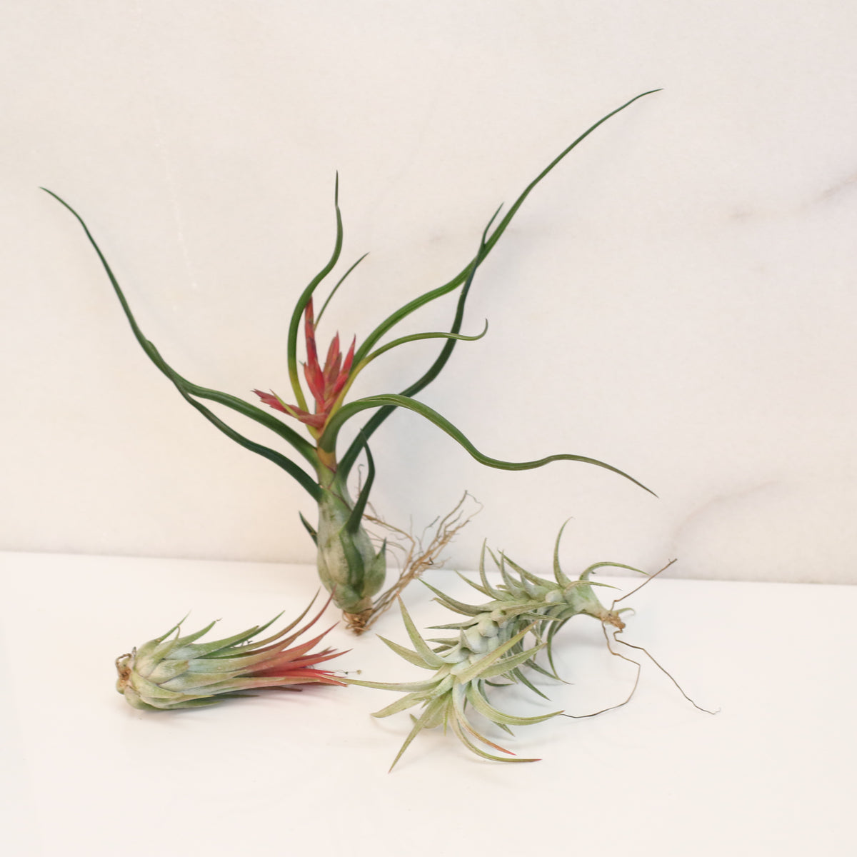 Air plants Bundle