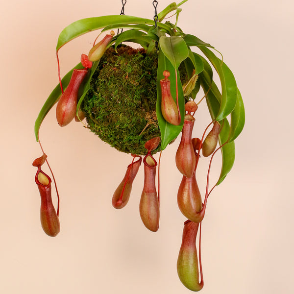 Tropical Pitcher Plant Nepenthes Alata Carnivorous - Verdant Lyfe