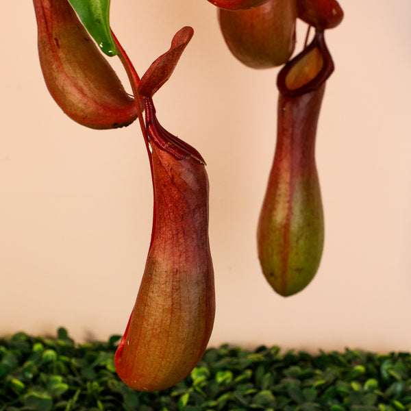 hanging pitcher plant Tropical Pitcher Plant Nepenthes Alata Carnivorous