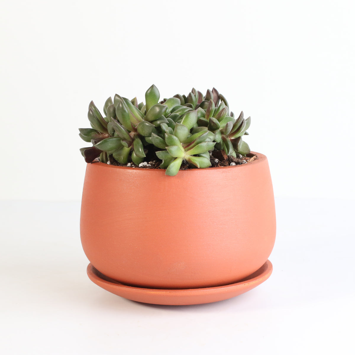 Aurora Rainbow Sand Rose Succulent