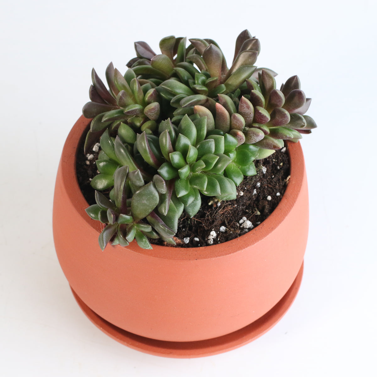 Aurora Rainbow Sand Rose Succulent