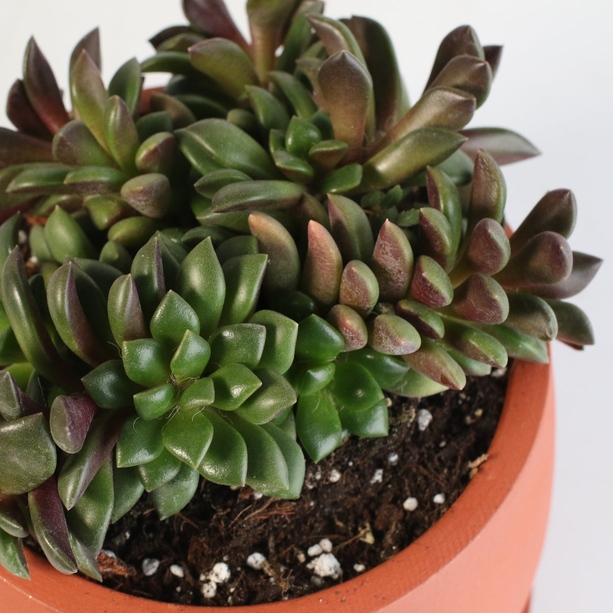 Aurora Rainbow Sand Rose Succulent