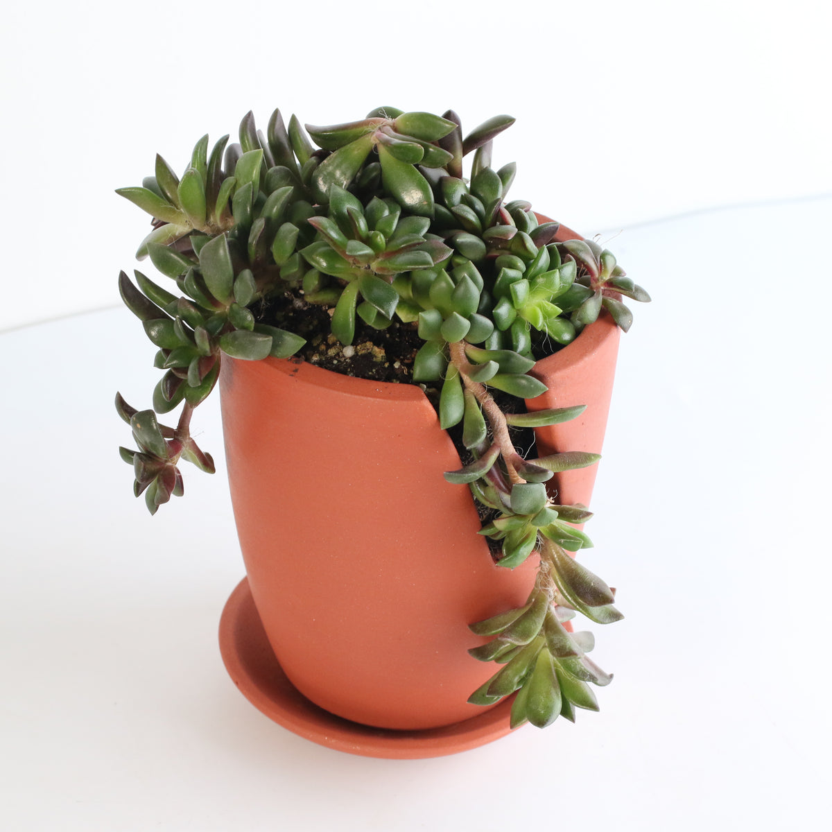 Aurora Rainbow Sand Rose Succulent