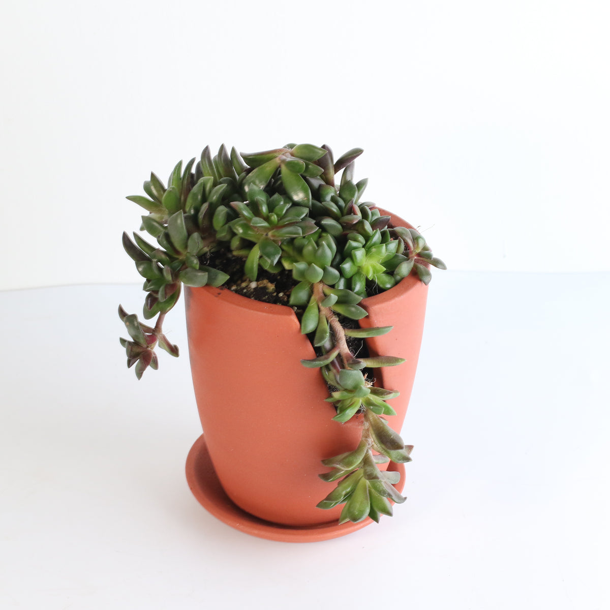 Aurora Rainbow Sand Rose Succulent