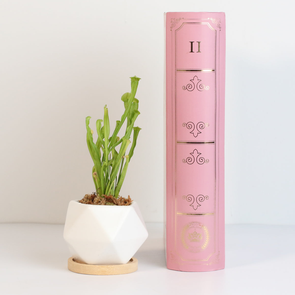 Sarracenia BUG BAT Trumpet Pitcher Carnivorous Plant