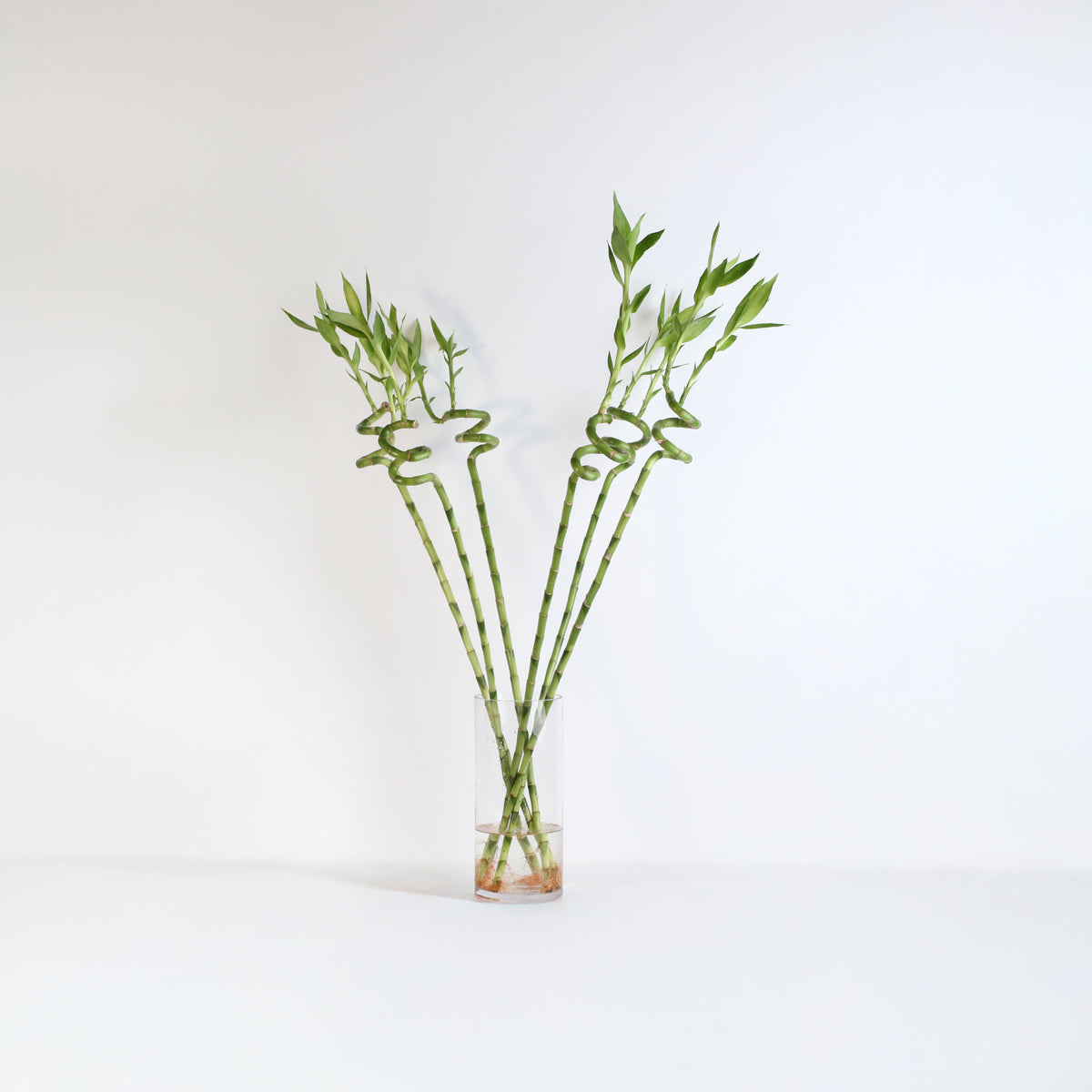 Lucky Bamboo Twists Water Plant XL 46"