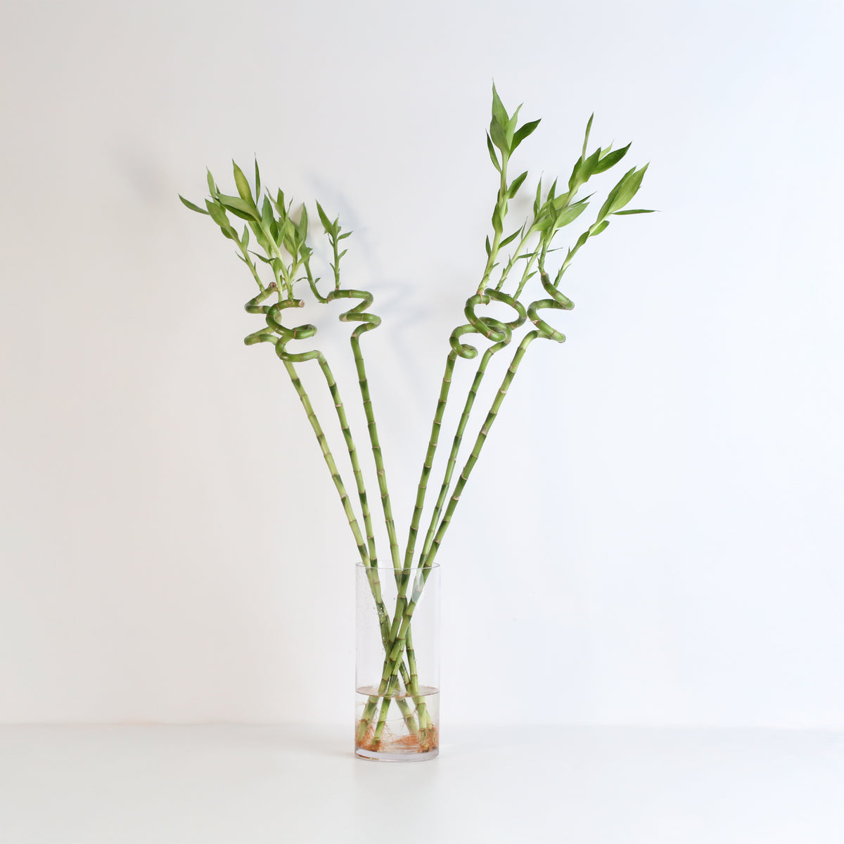 Lucky Bamboo Twists Water Plant XL 46"