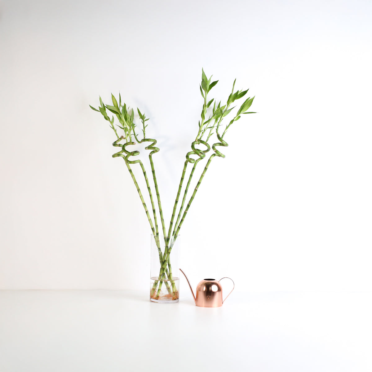 Lucky Bamboo Twists Water Plant XL 46"