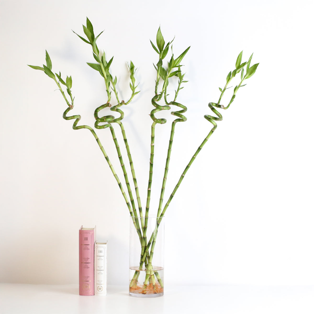 Lucky Bamboo Twists Water Plant XL 46"