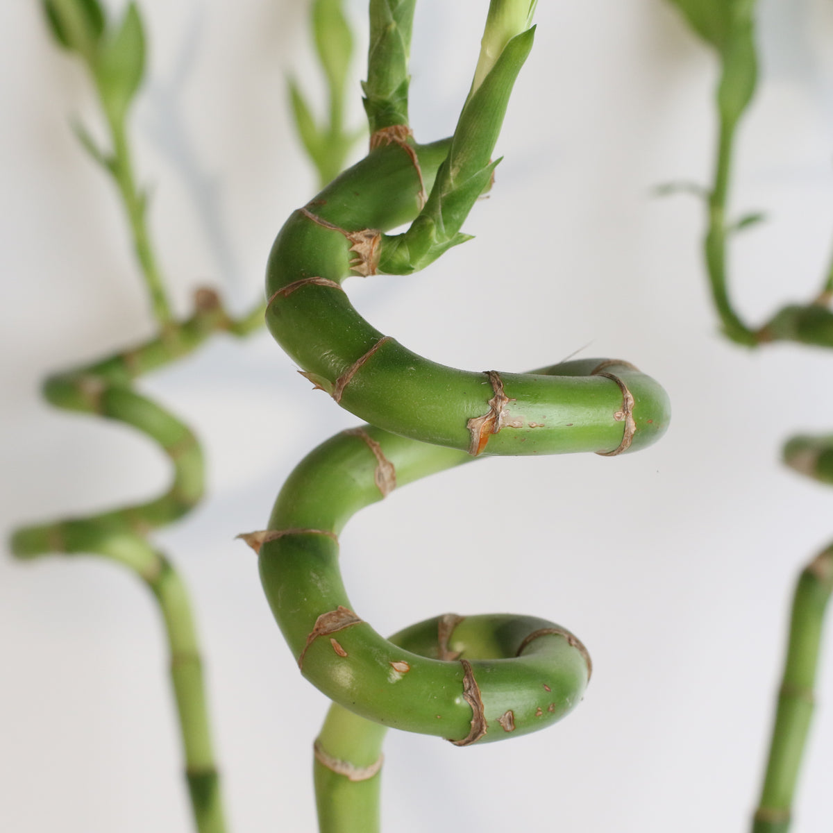 Lucky Bamboo Twists Water Plant XL 46"