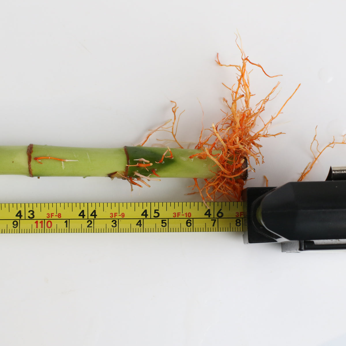 Lucky Bamboo Twists Water Plant XL 46"