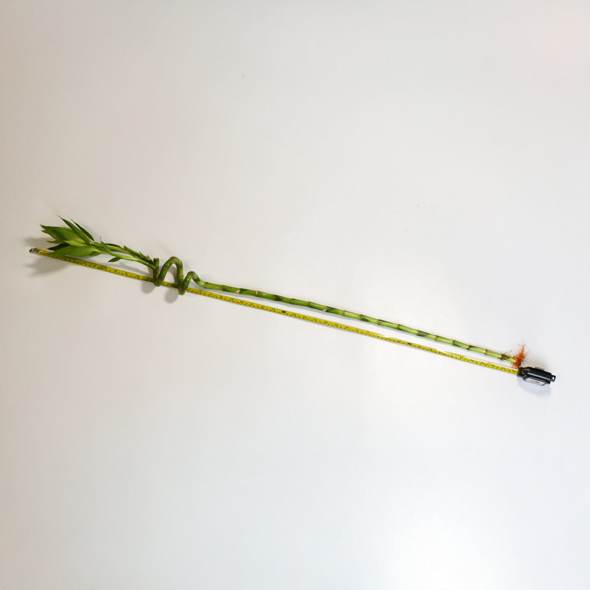 Lucky Bamboo Twists Water Plant XL 46" next to measuring tape.