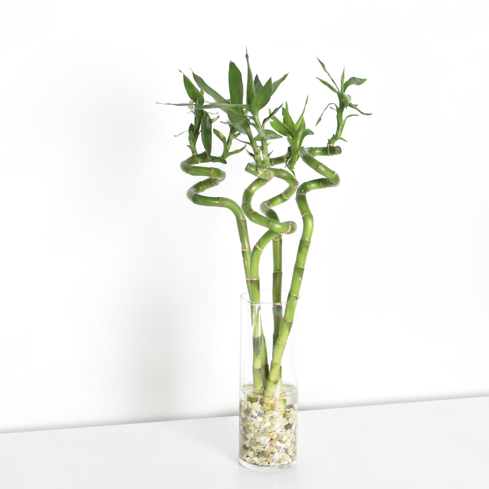 Lucky Bamboo Twists Water Plant