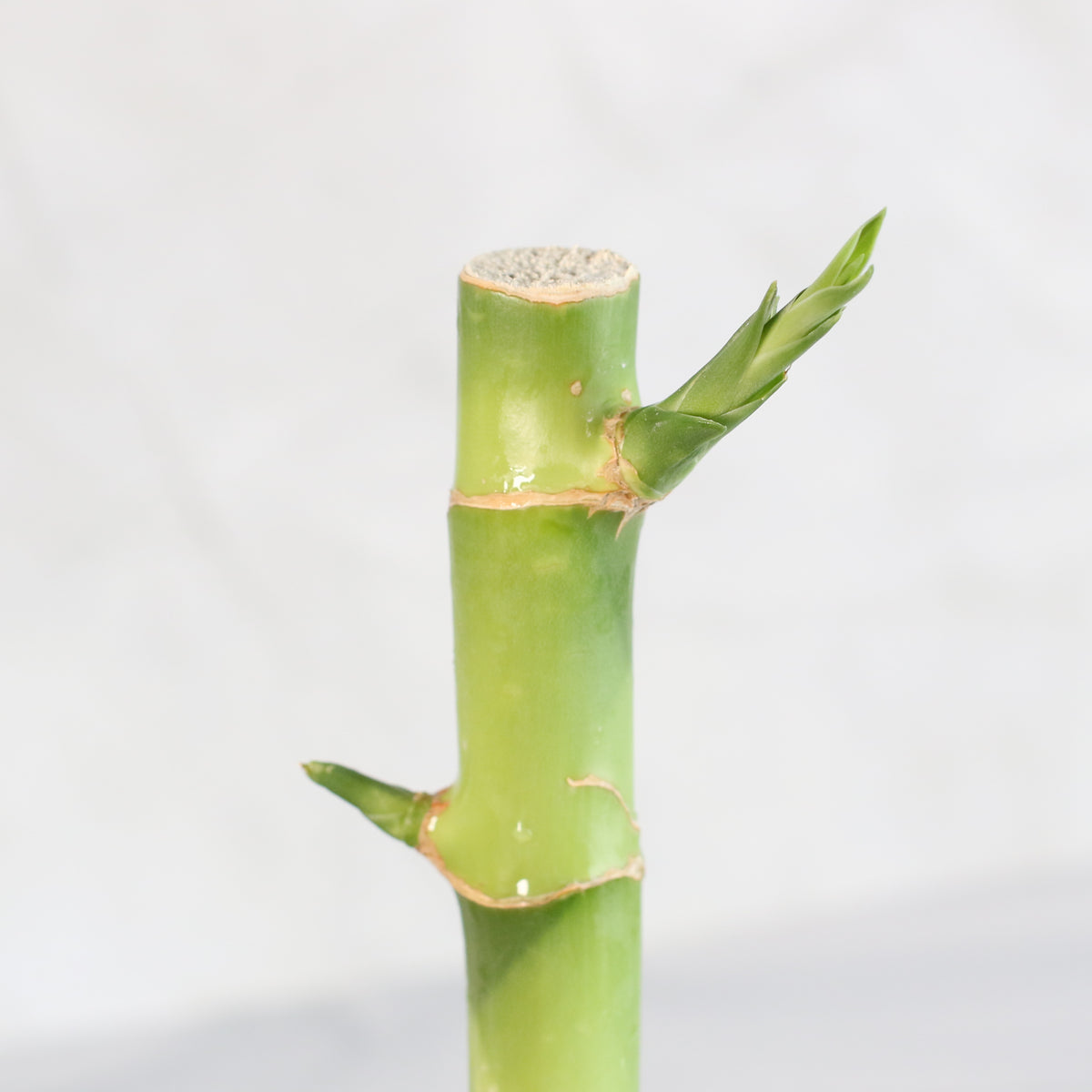 Lucky Bamboo Water Plant 1XL 36"