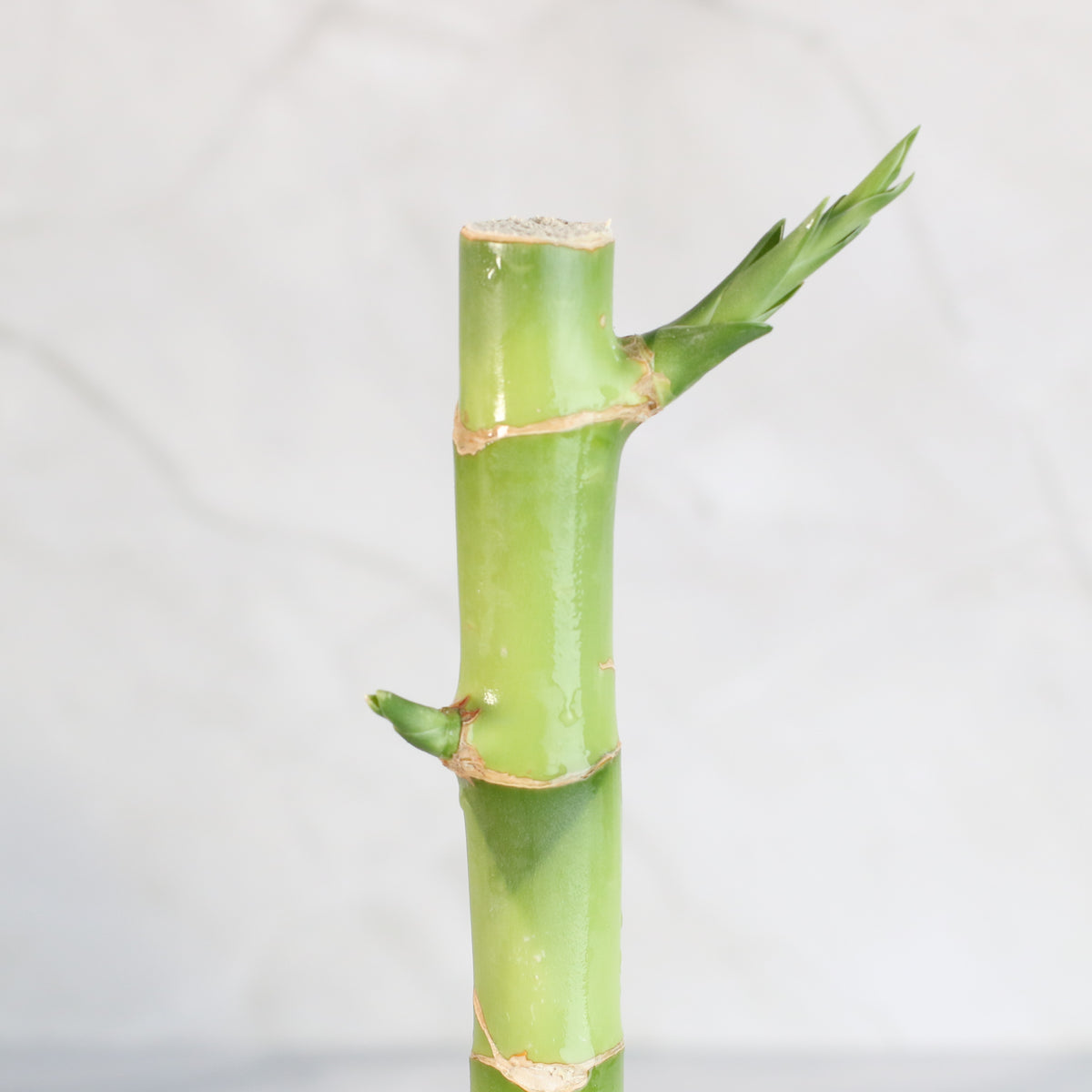Lucky Bamboo Water Plant 1XL 36"