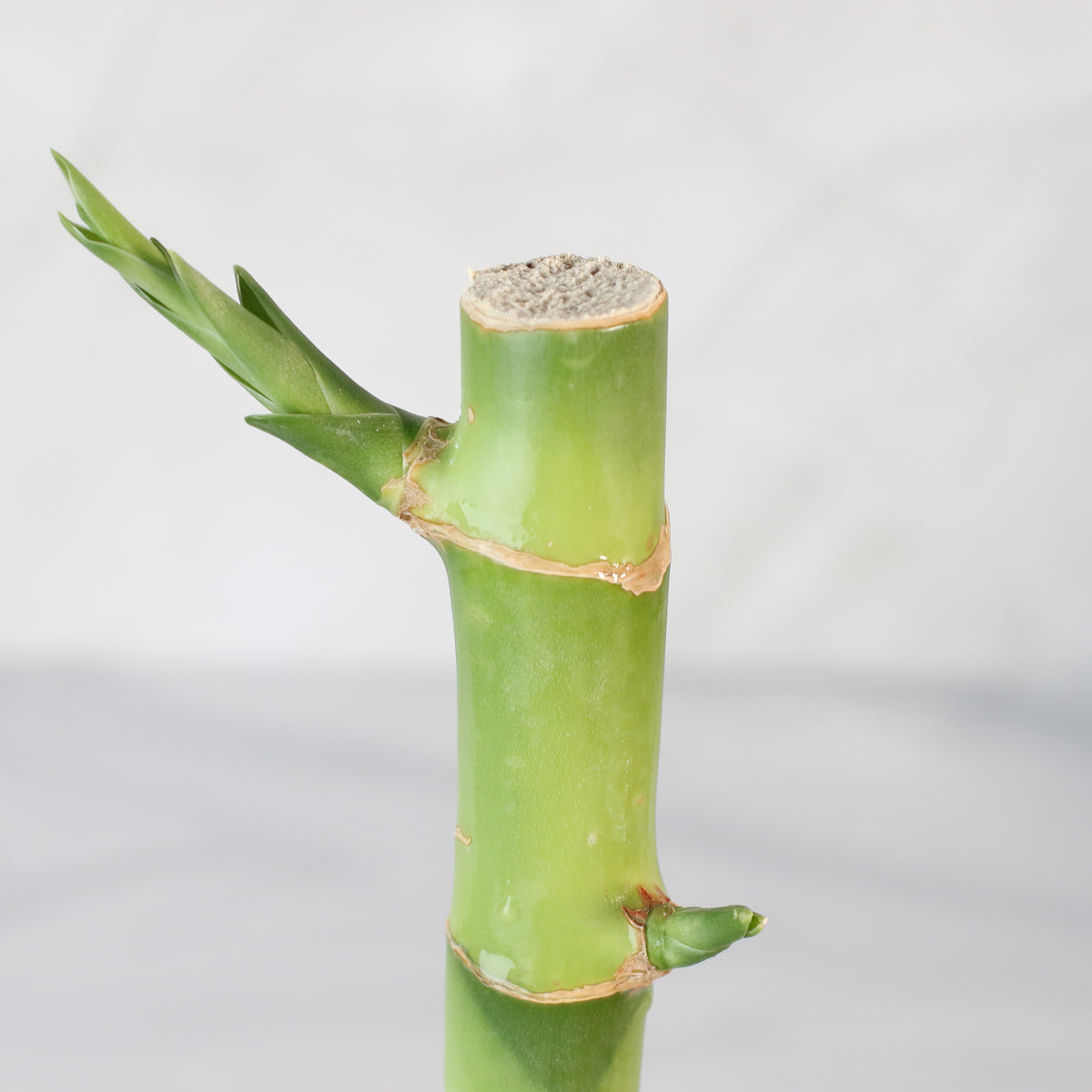 Lucky Bamboo Water Plant 1XL 36"