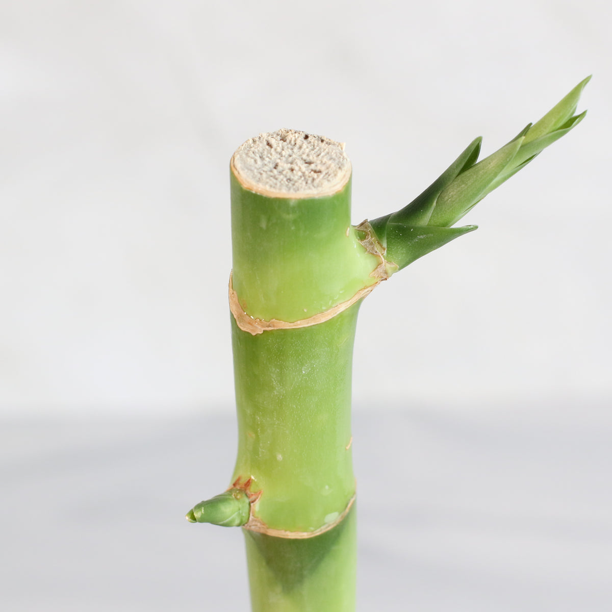 Lucky Bamboo Water Plant 1XL 36"