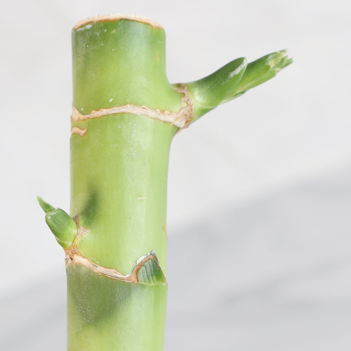 Lucky Bamboo Water Plant 1XL 36"