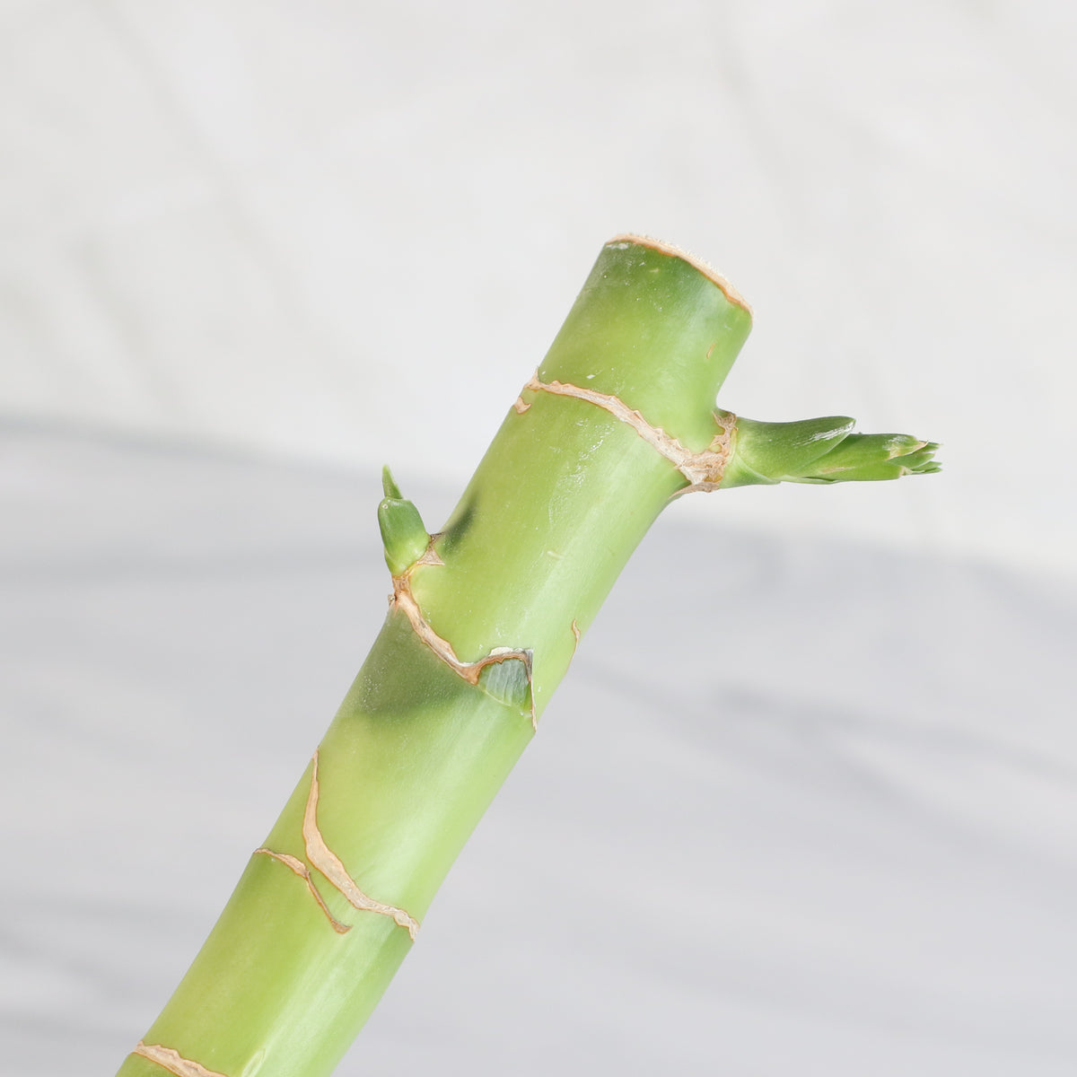 Lucky Bamboo Water Plant 3XL 60"