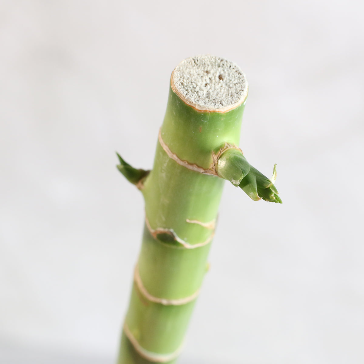 Lucky Bamboo Water Plant 2XL 48"