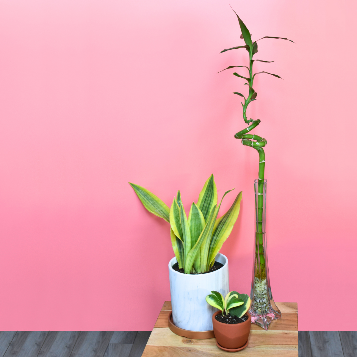 Lucky Bamboo Twists Water Plant
