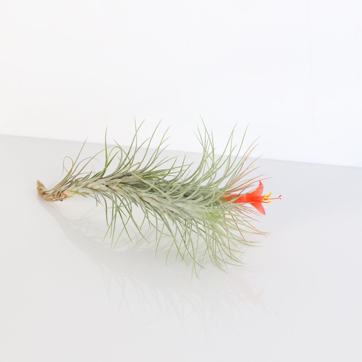 Air Plant Bareroot Tillandsia Funckiana