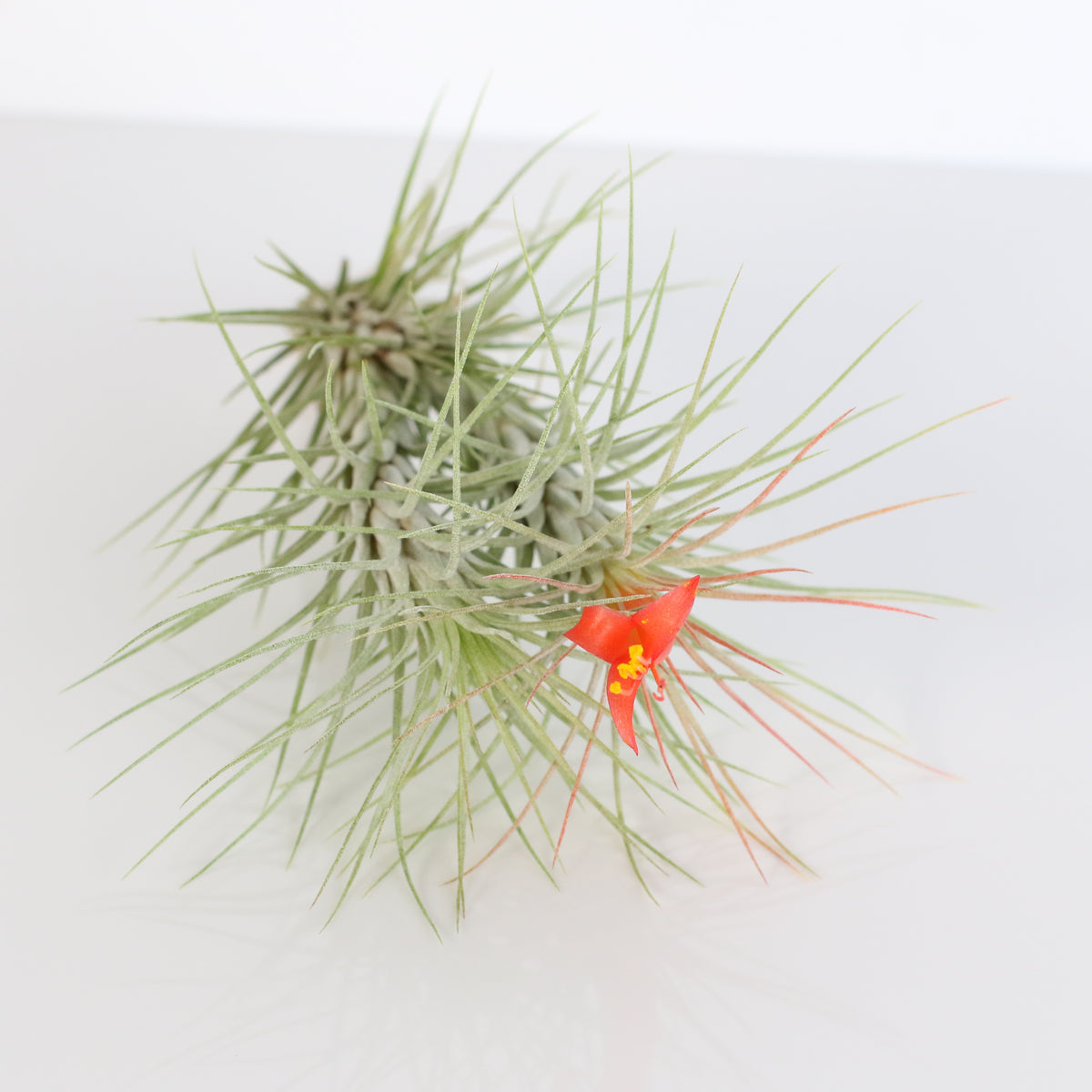Air Plant Bareroot Tillandsia Funckiana