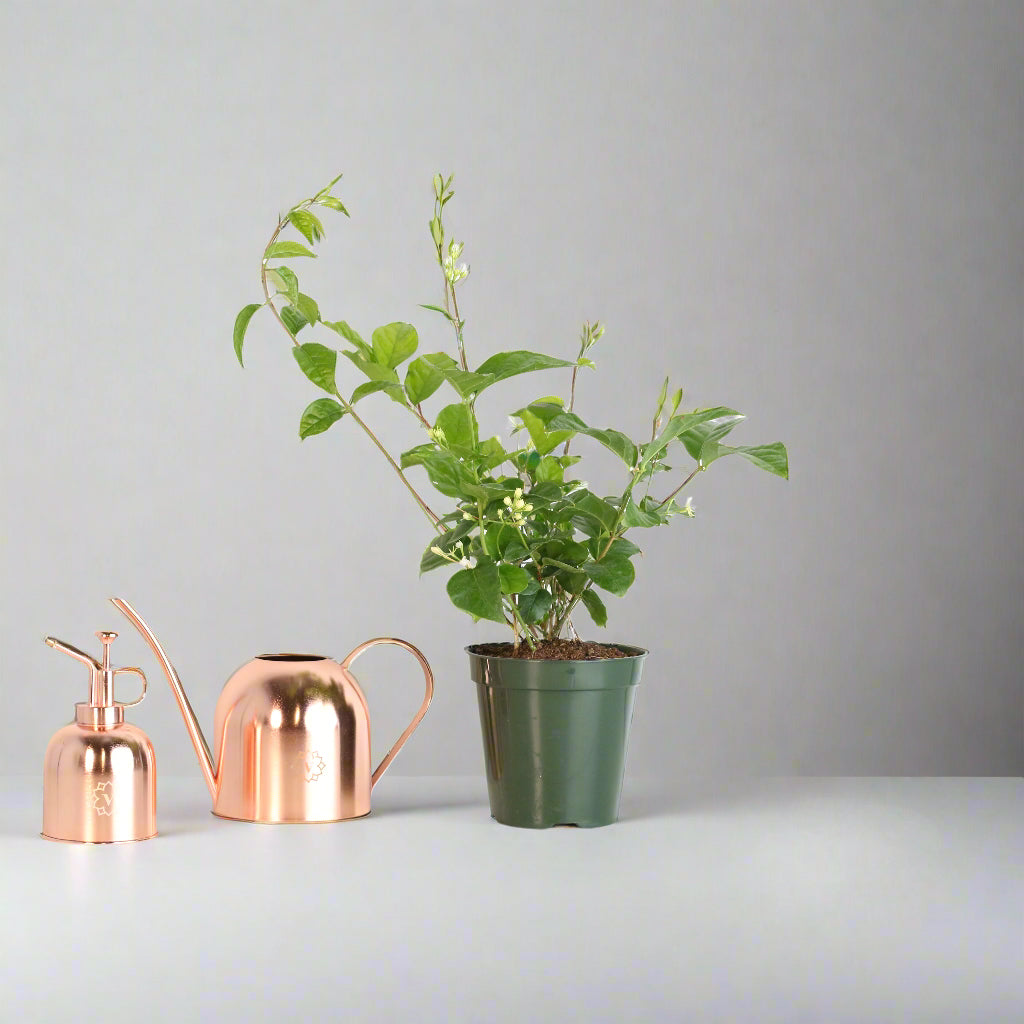 Jasmine 'Belle of India' Jasminum sambac