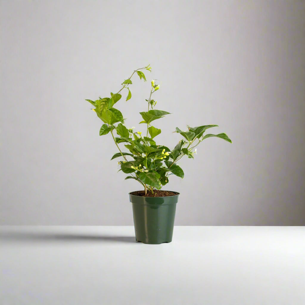 Jasmine 'Belle of India' Jasminum sambac