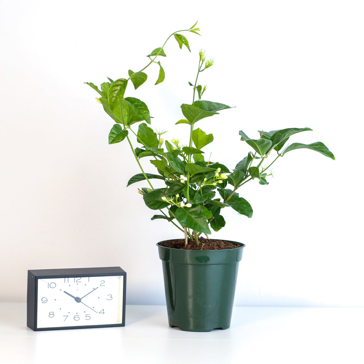 Jasmine 'Belle of India' Jasminum sambac