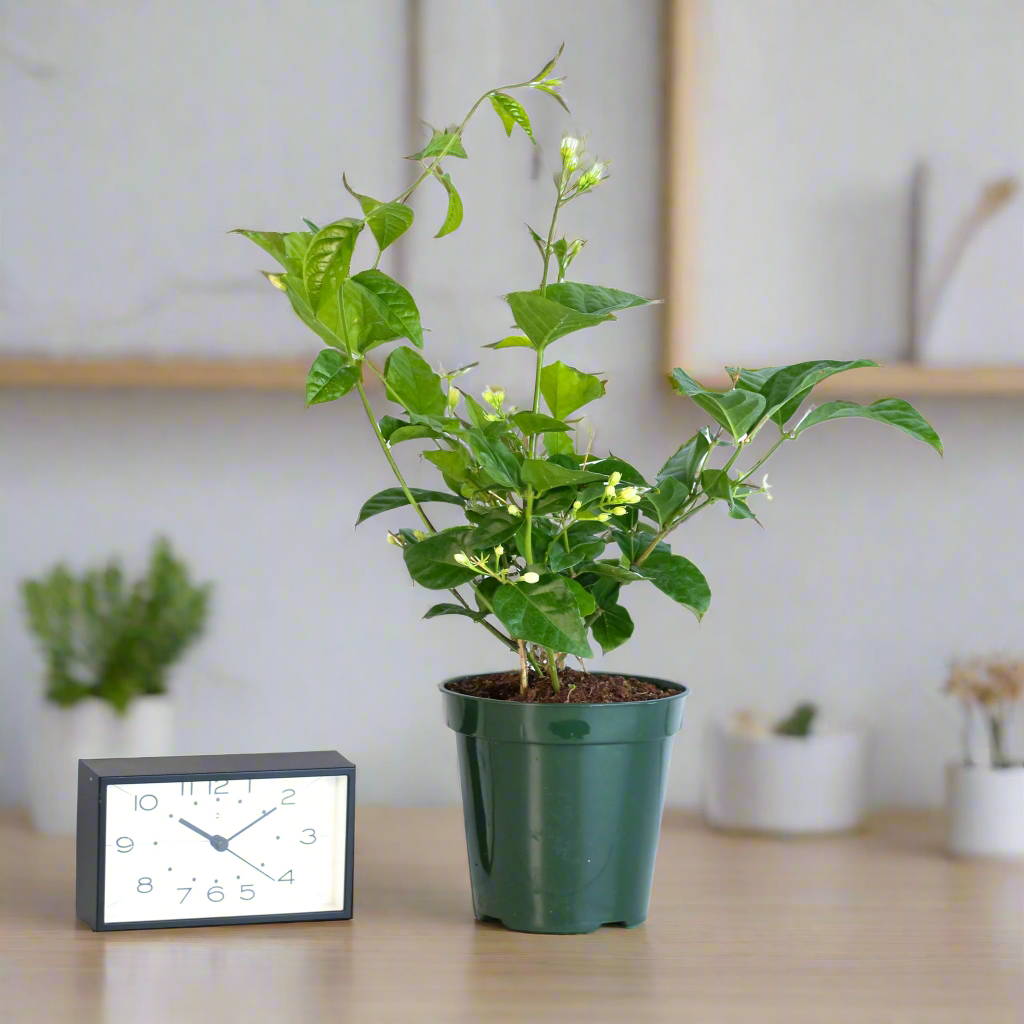 Jasmine 'Belle of India' Jasminum sambac