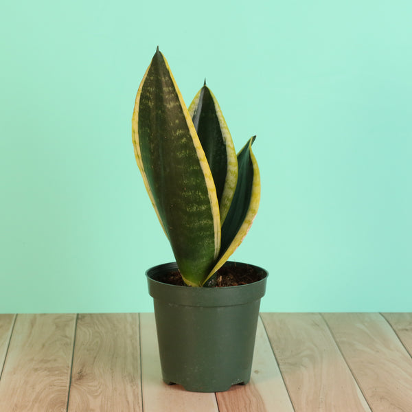 Black Gold Sansevieria Snake Plant Selene Ceramic 6.5