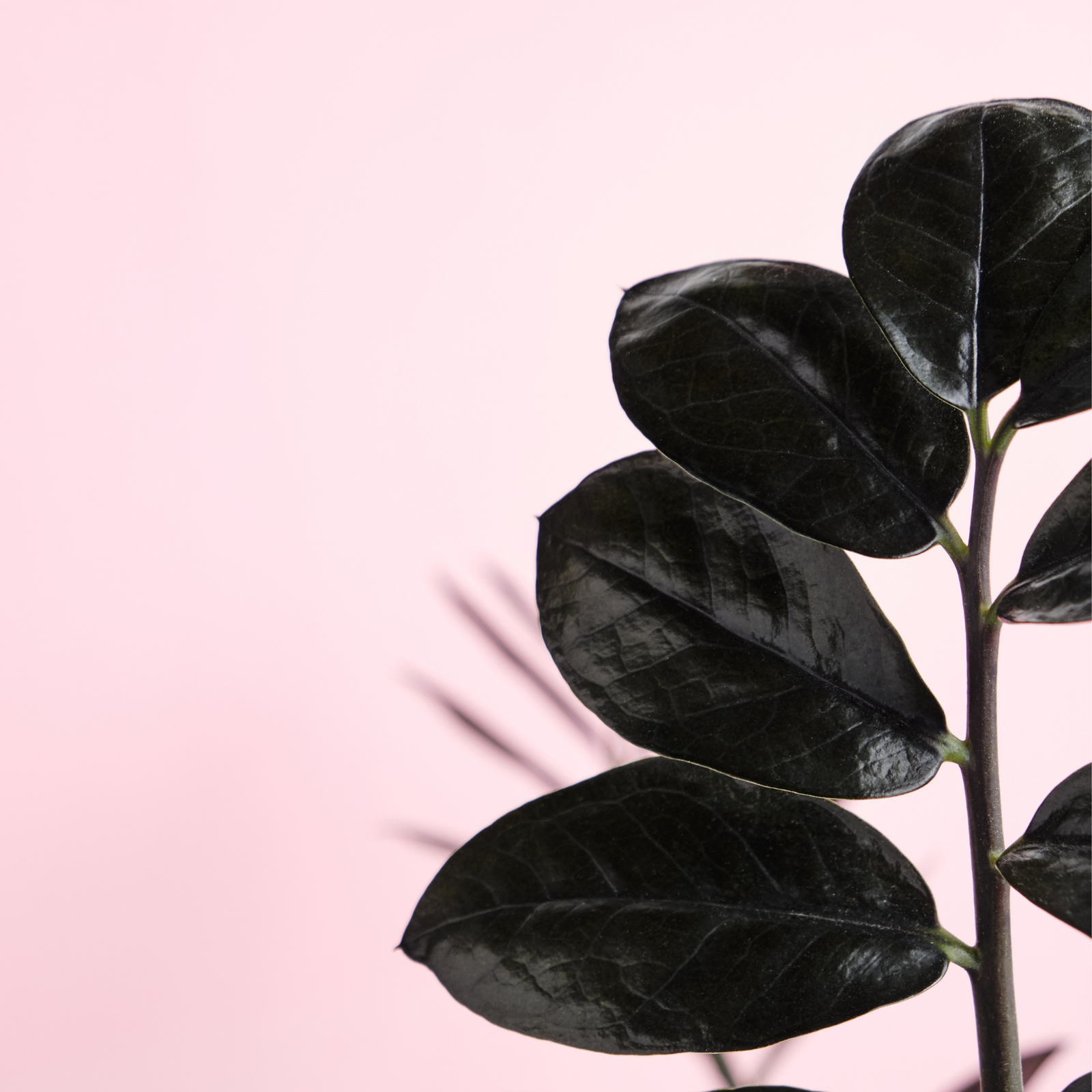 Black ZZ Raven Houseplant
