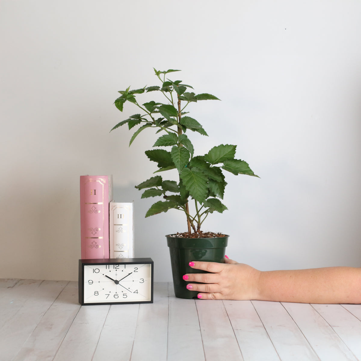 Blackberry Plant Life Style