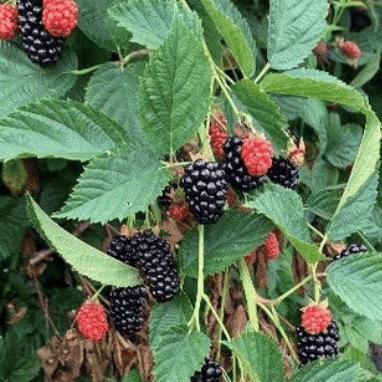 Blackberry 'Prime Ark Freedom'