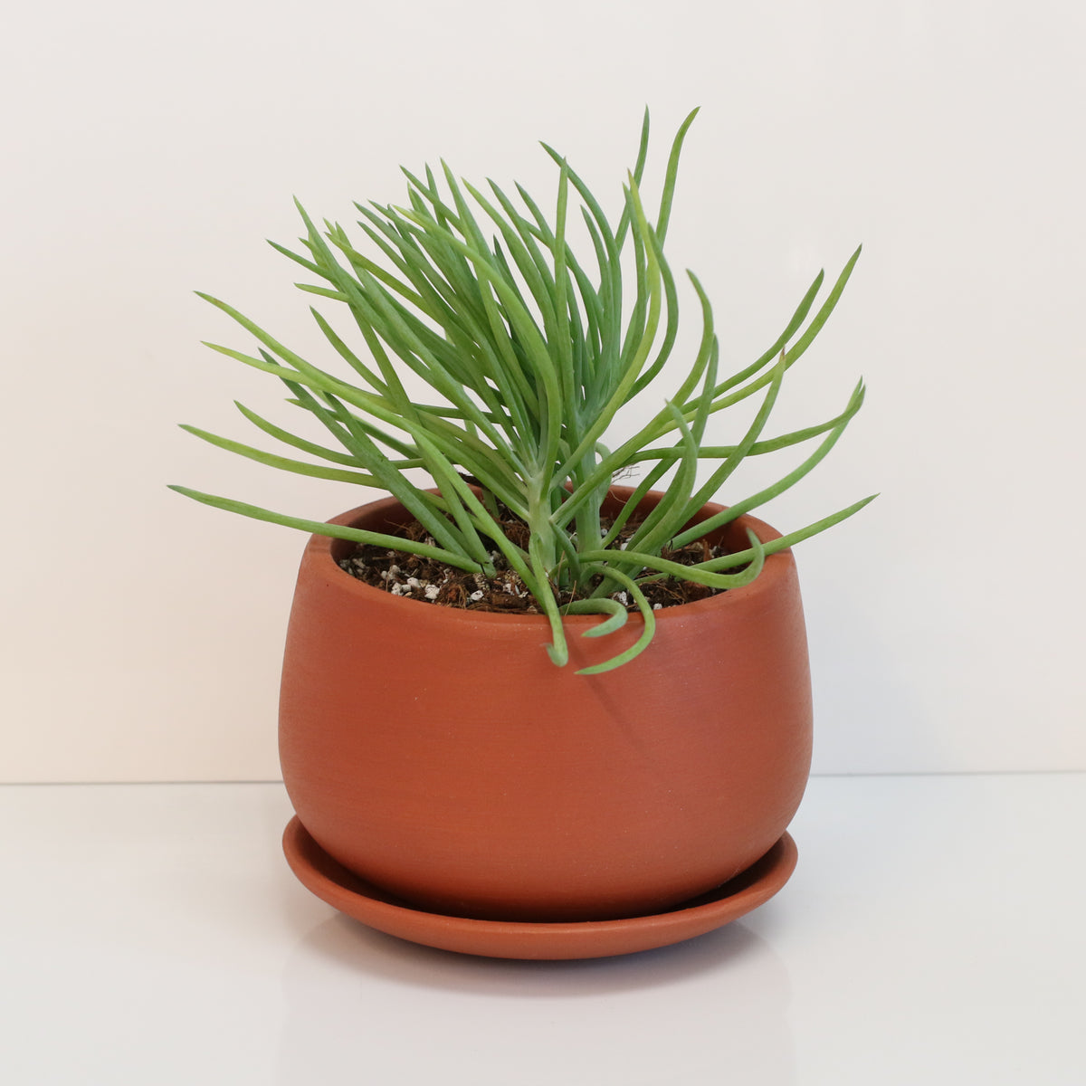 Blue Chalksticks Succulent