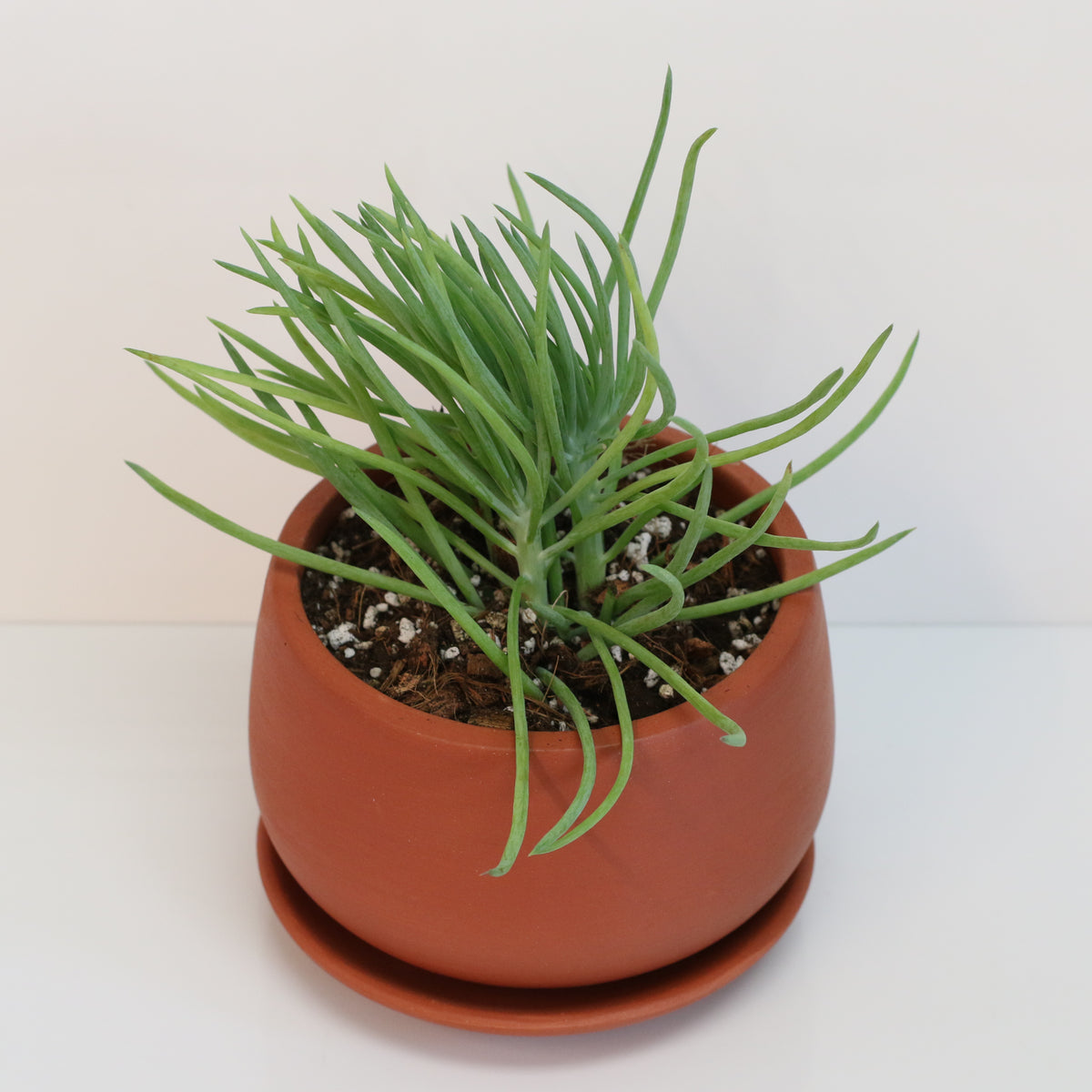 Blue Chalksticks Succulent