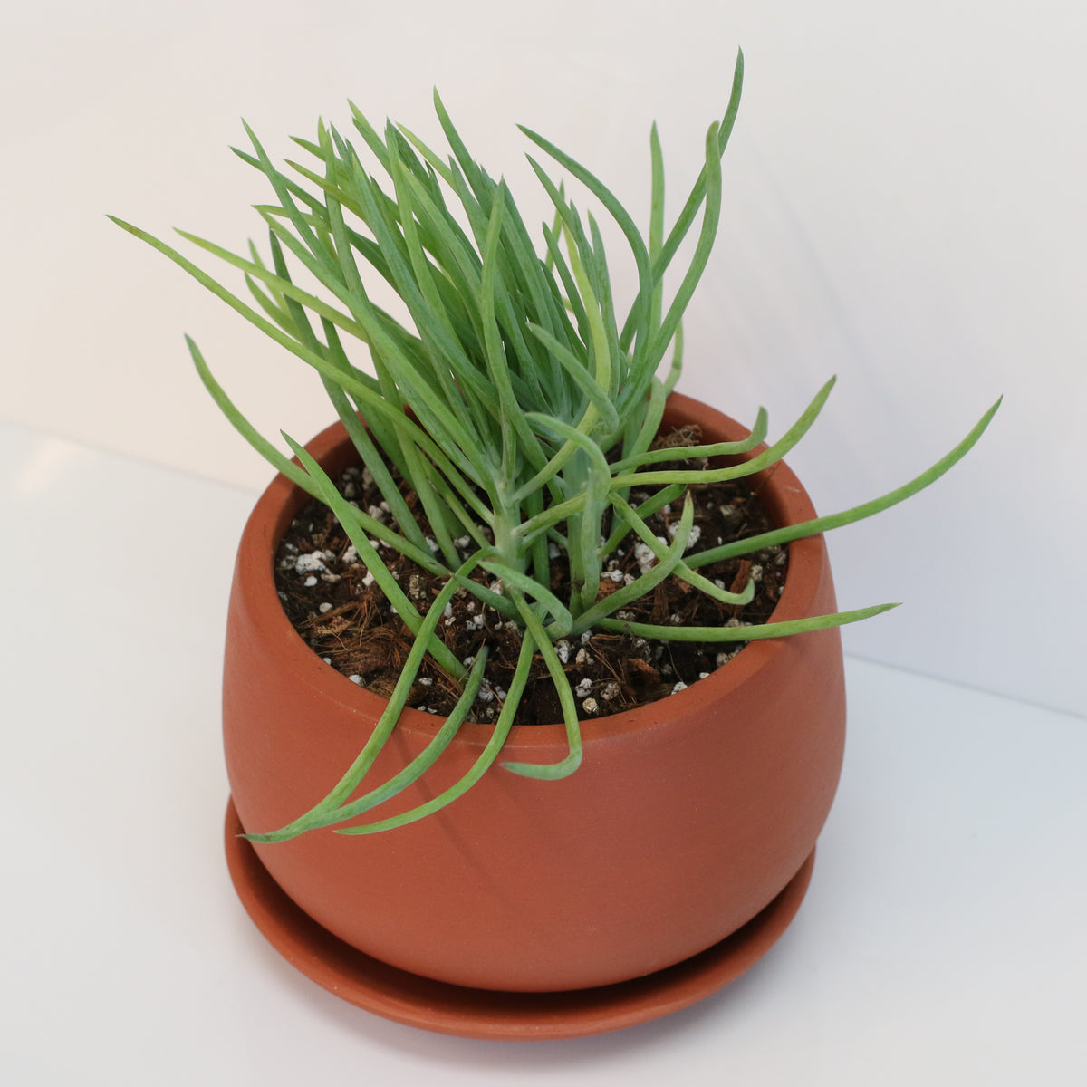 Blue Chalksticks Succulent