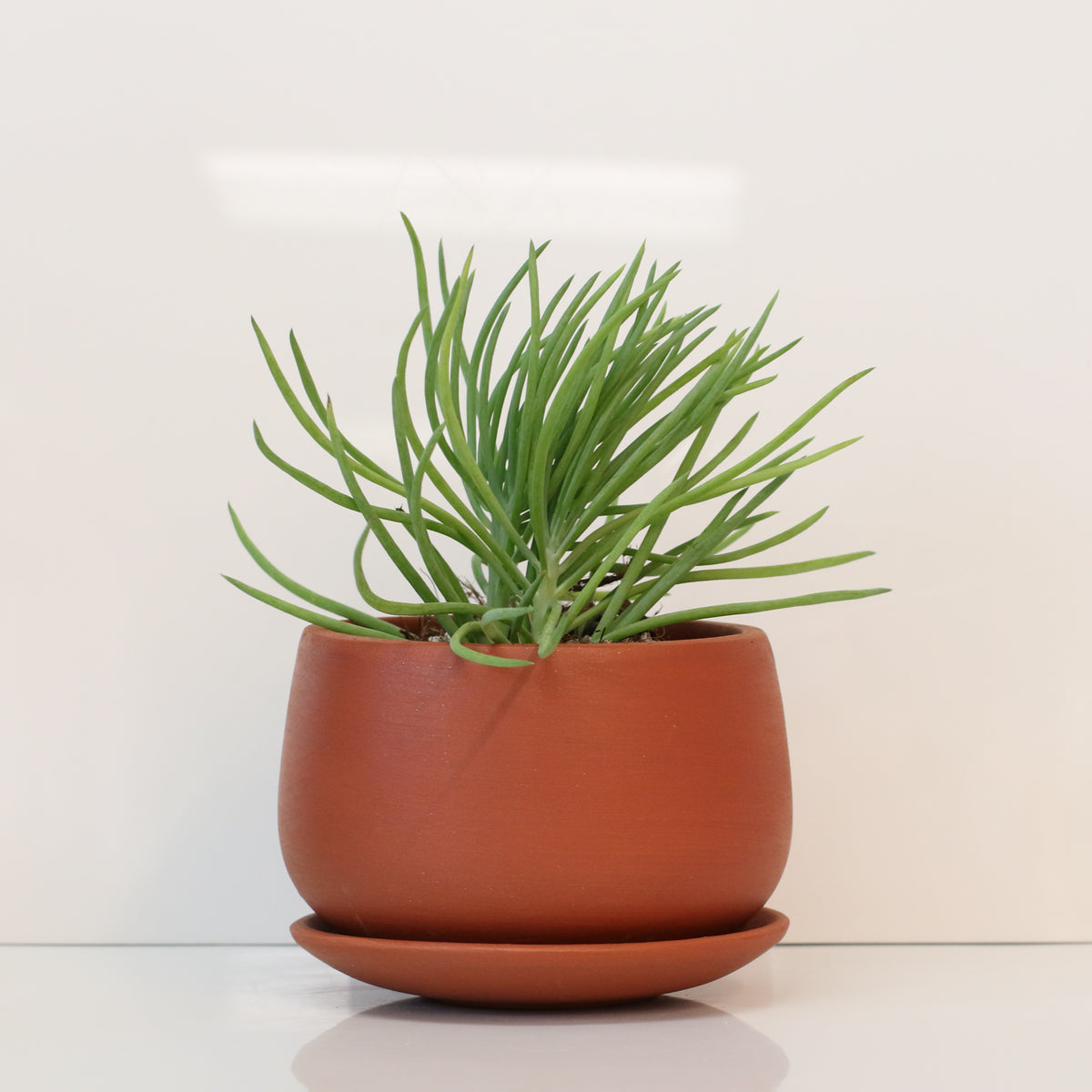 Blue Chalksticks Succulent