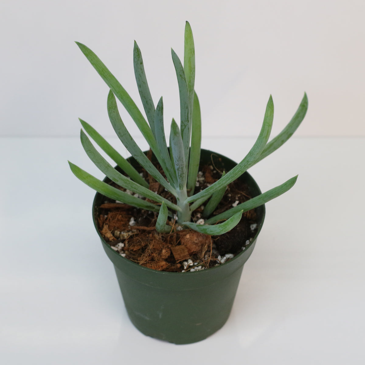 Blue Chalksticks Succulent
