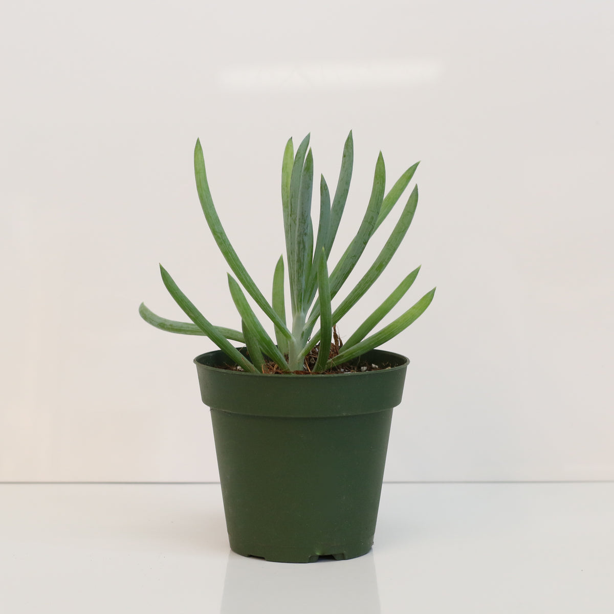 Blue Chalksticks Succulent